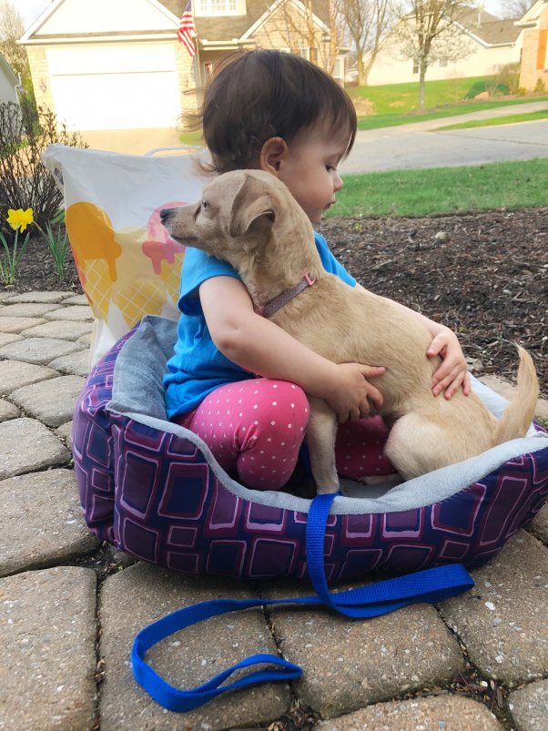 beige short-haired dog hugging a child in a dog bed