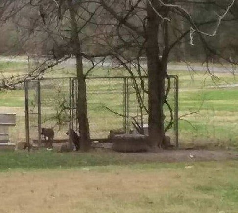 Backyard dogs in pen