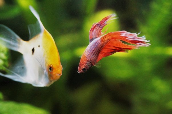 Betta Fish swimming with companion fish