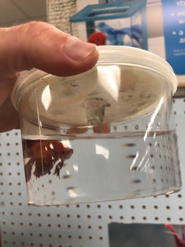 Betta Fish at Petco Honolulu