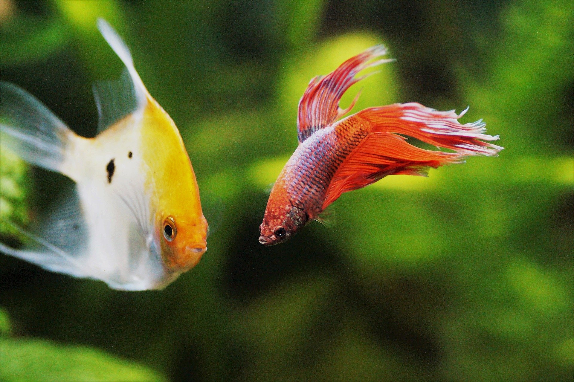 fish that can live with fighting fish