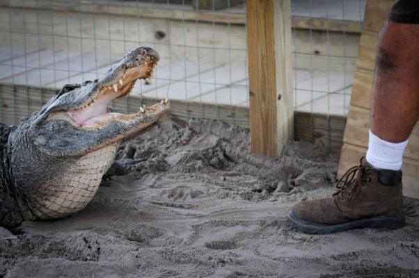 Crocodile being taunted for entertainment