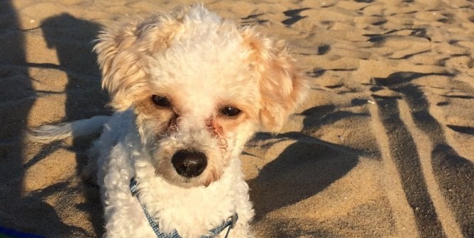 Cute white poodle rescued by PETA