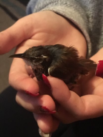 Injured Carolina wren