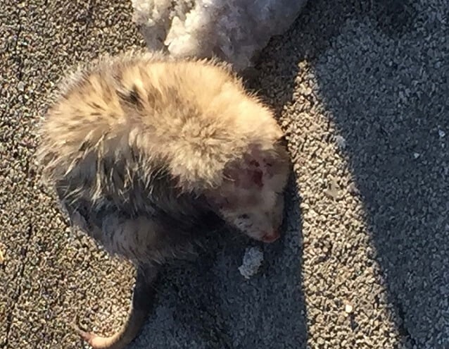 Injured opossum