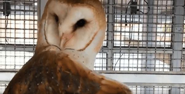 Johns Hopkins University owl torture