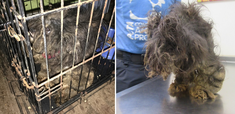 PETA Rescued Murphy Before Photos