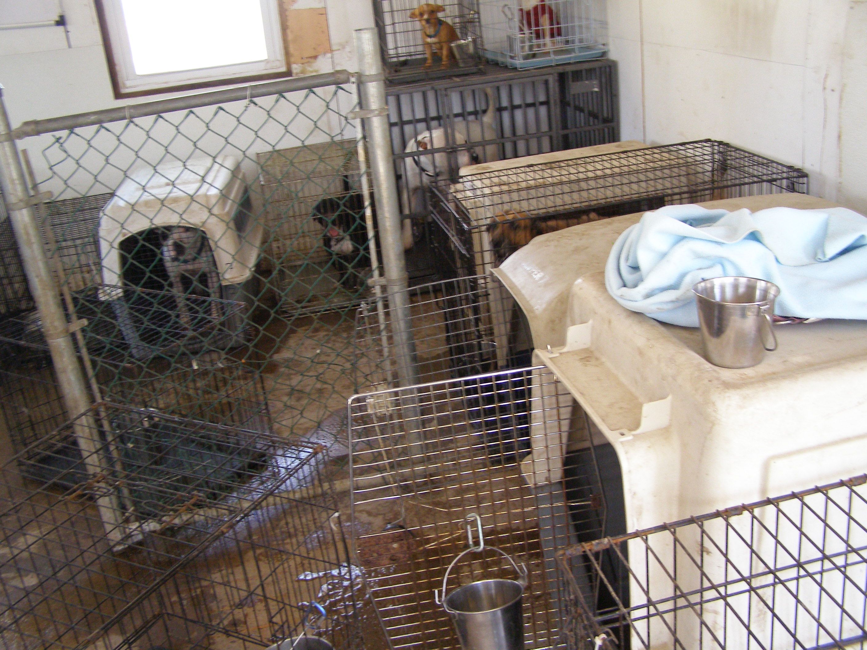 a crime-scene photo of a no-kill animal rescue