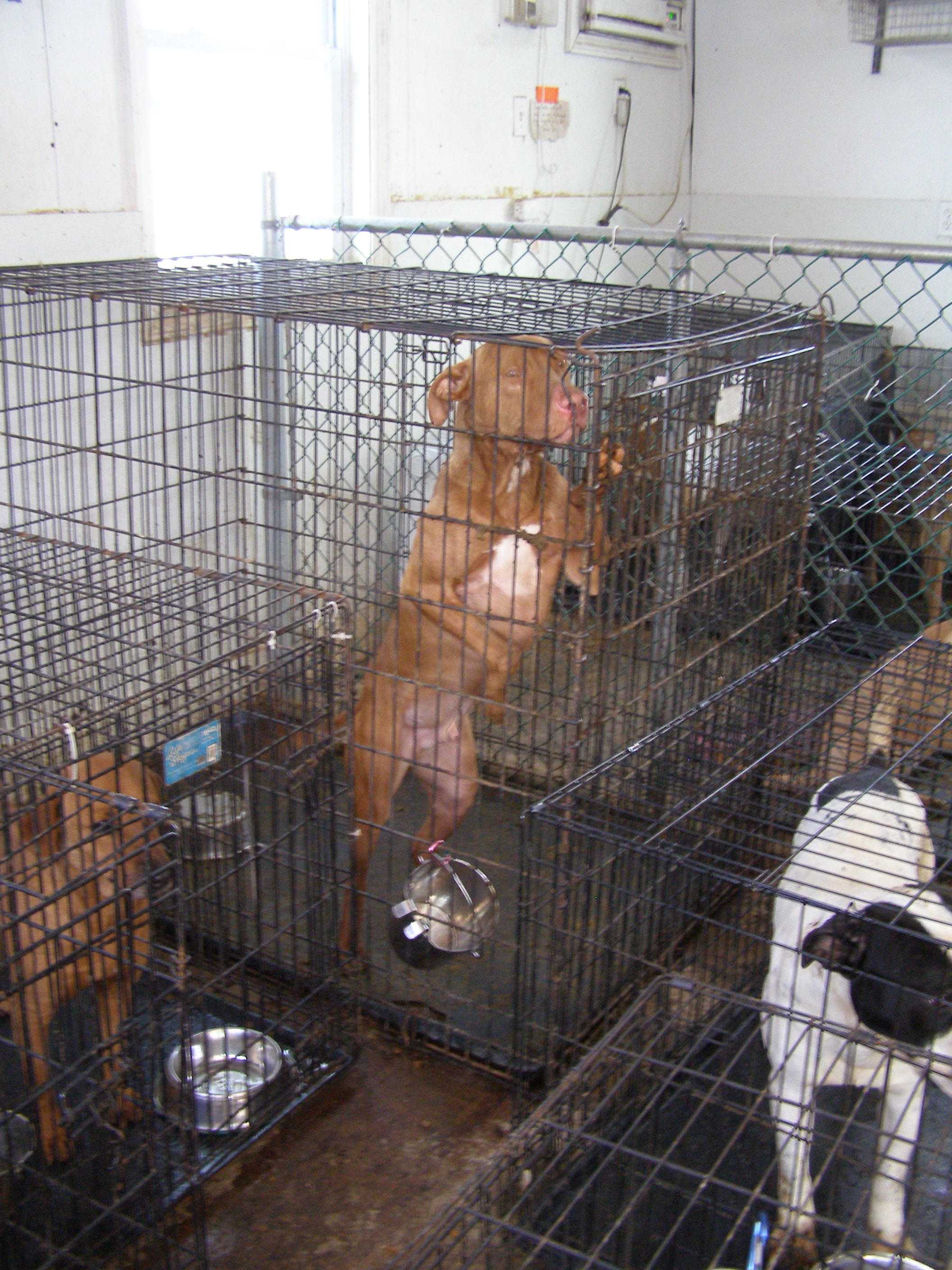 a crime-scene photo of a "no-kill" rescue, showing dogs in crammed cages