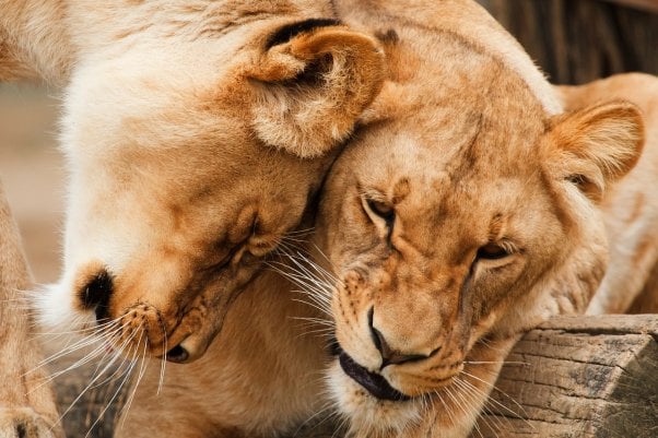 Two Female Lions Cuddling