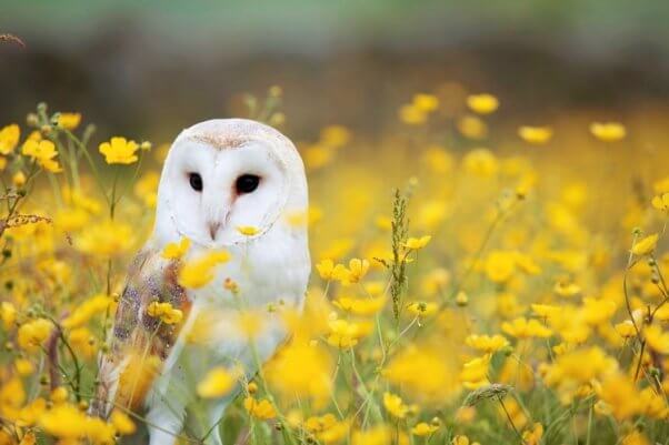 Barn owl in yellow field