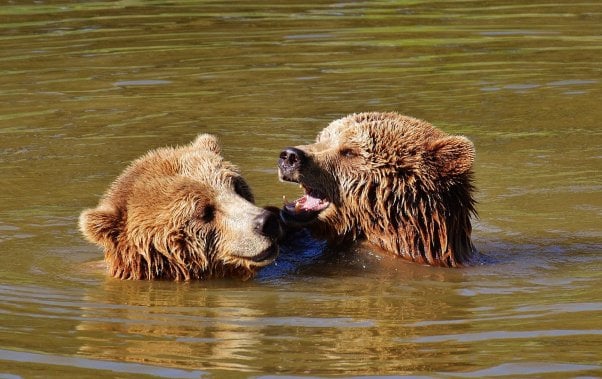 two brown bears playing