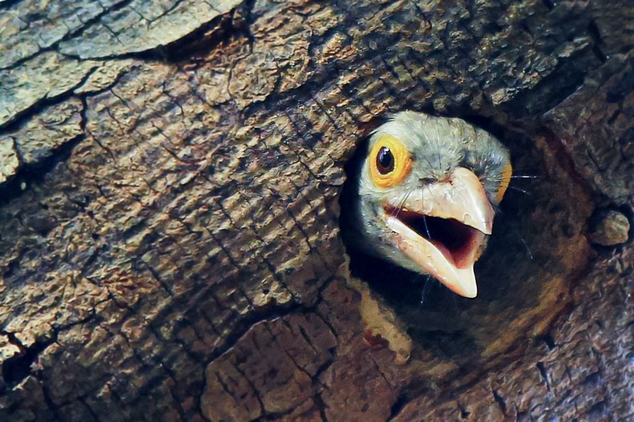 bird peeking out of tree