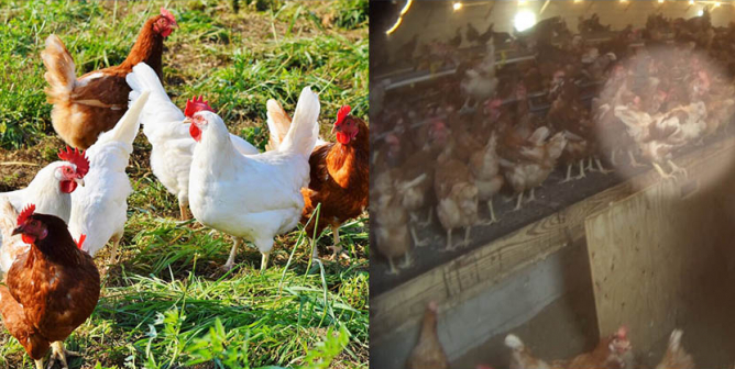 Are Chickens Used for Egg Production Eventually Killed?