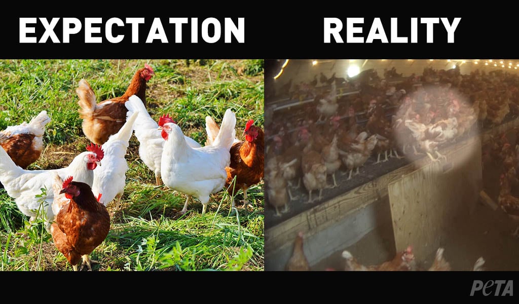 Are Chickens Killed for Eggs? Here Are the Facts. PETA