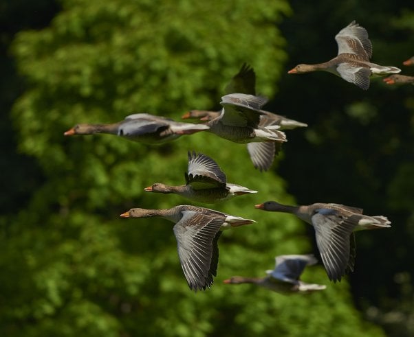 flock of geese