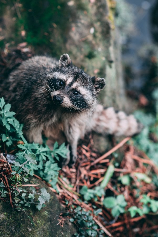 curious raccoon