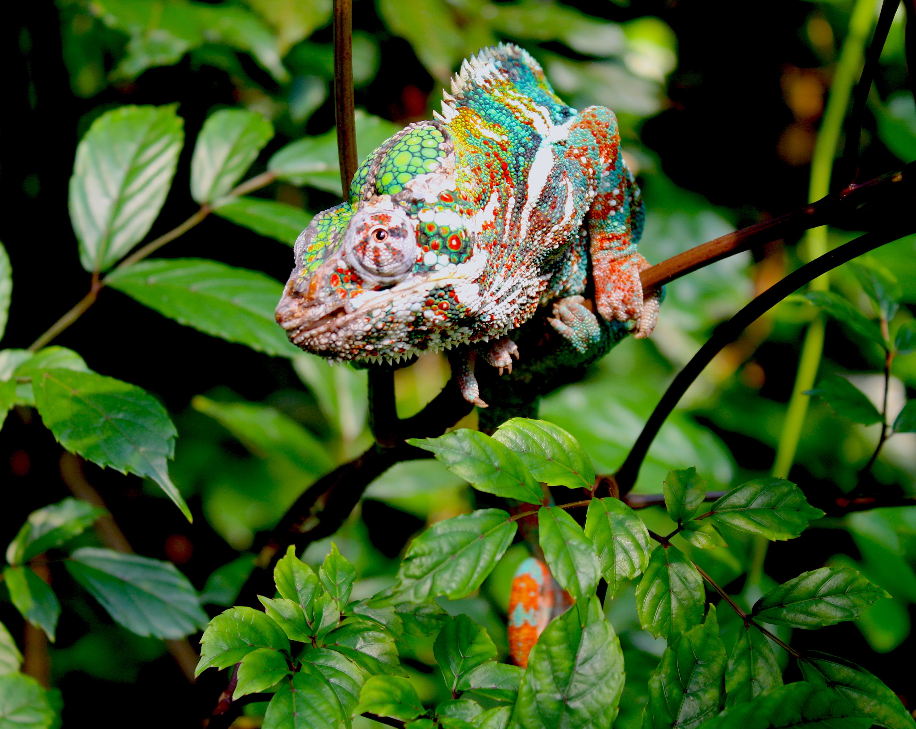 chameleon sitting on branch