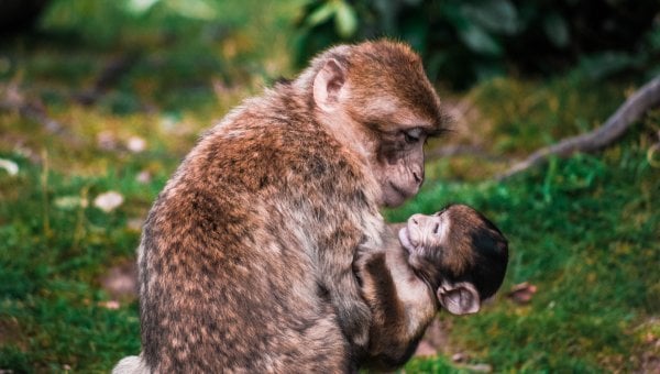 primate mother with baby