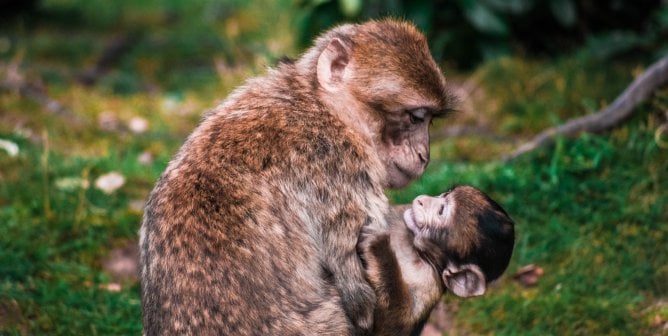 primate mother with baby