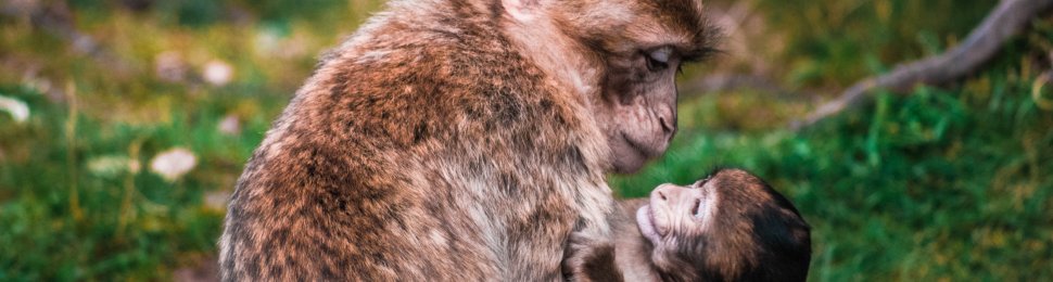 primate mother with baby