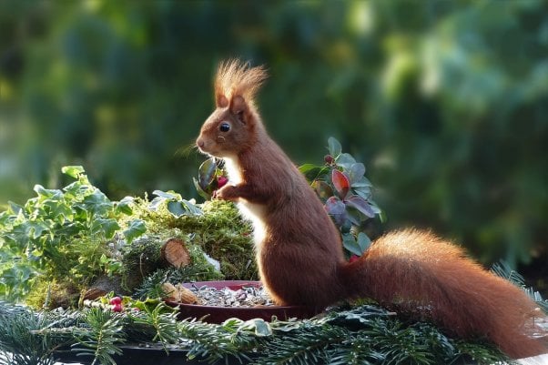squirrel, wild, happy, eating