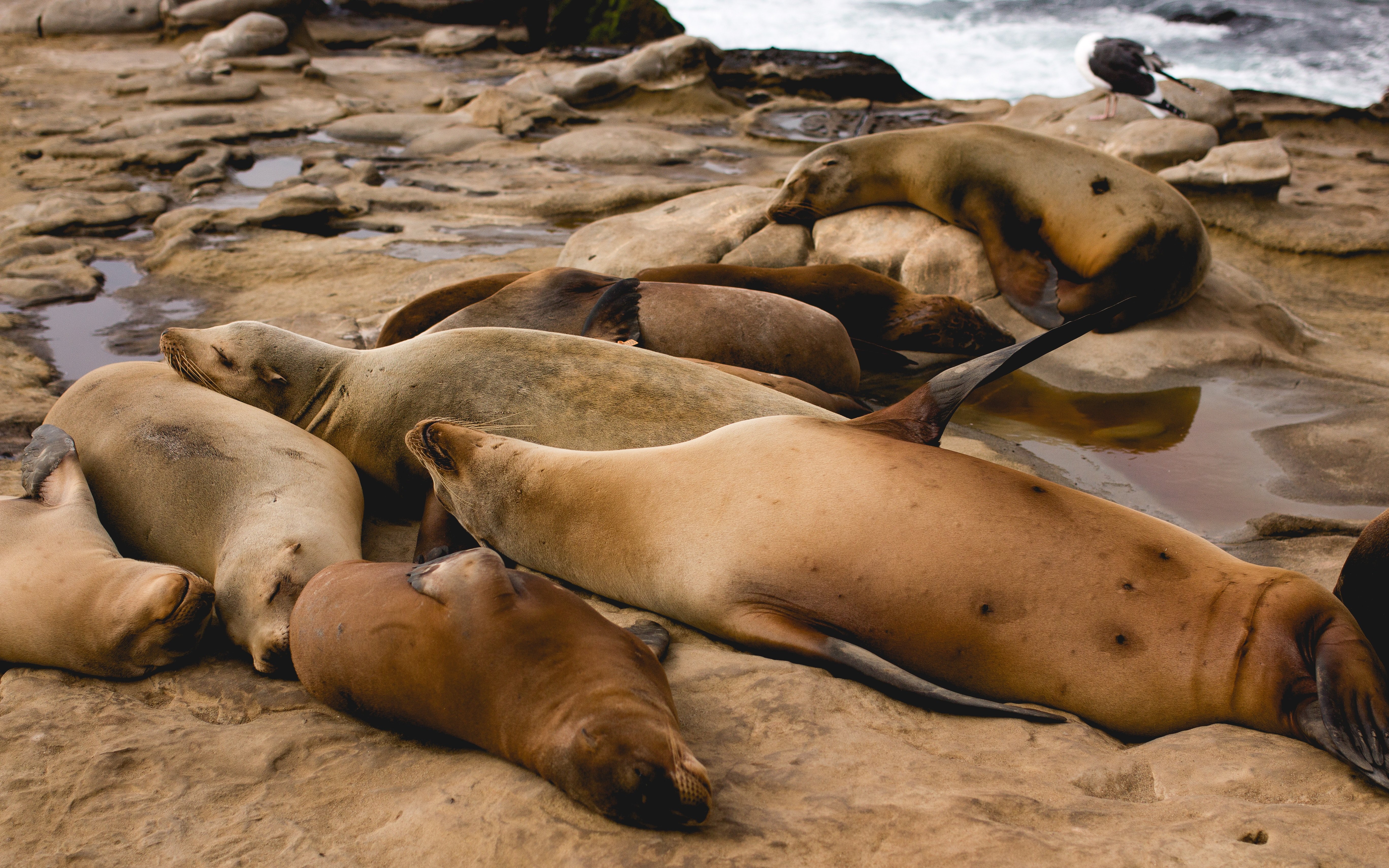 sleeping sea lions