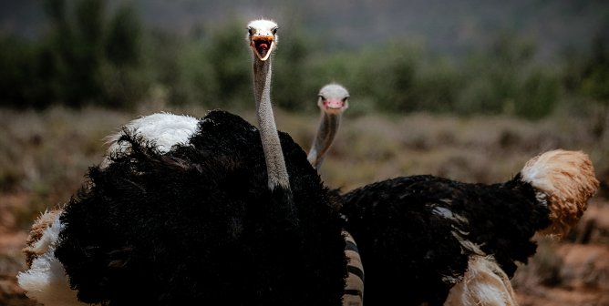 pair of ostriches