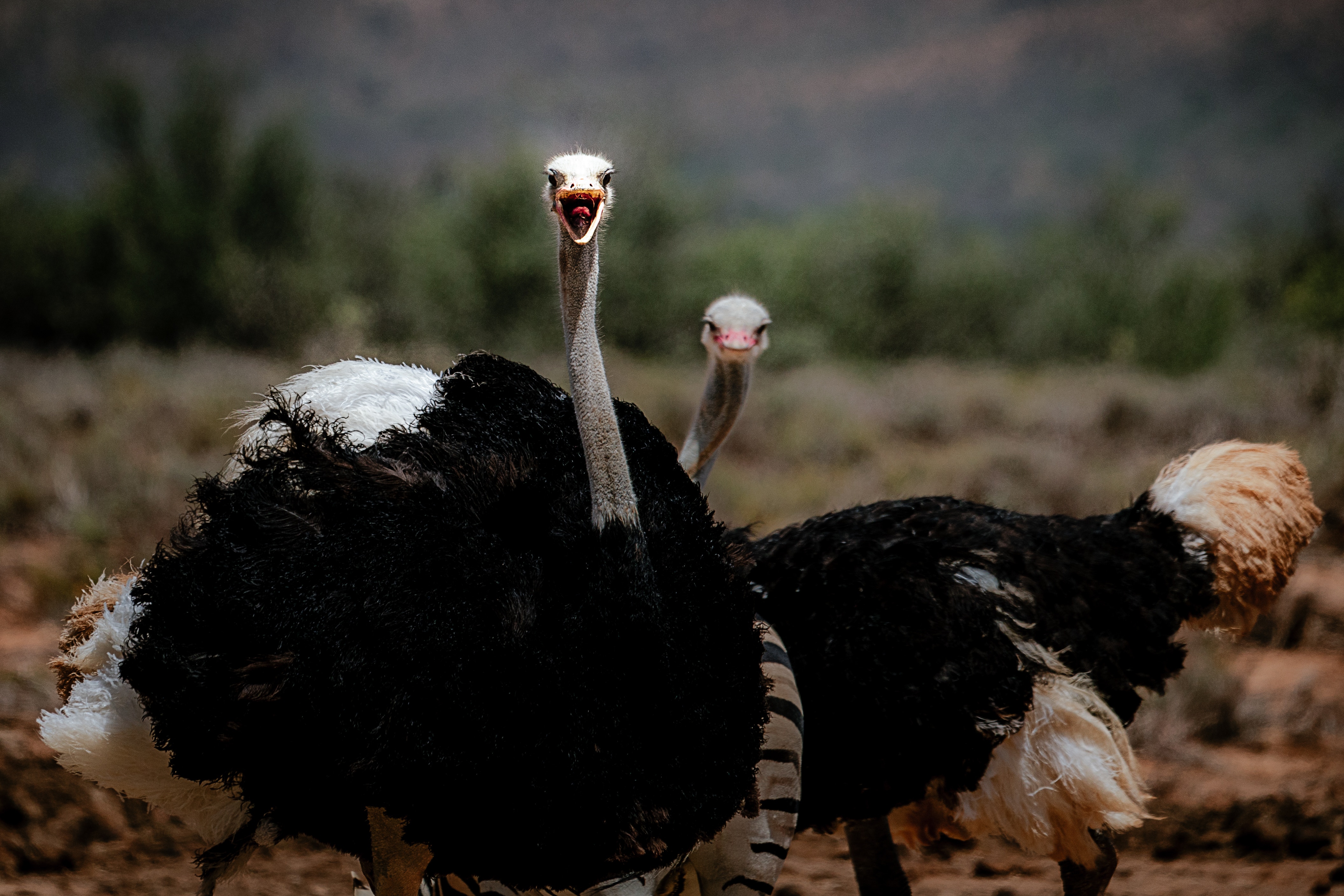 VIDEO Dozens of Ostriches Escape Farm Run Loose in China