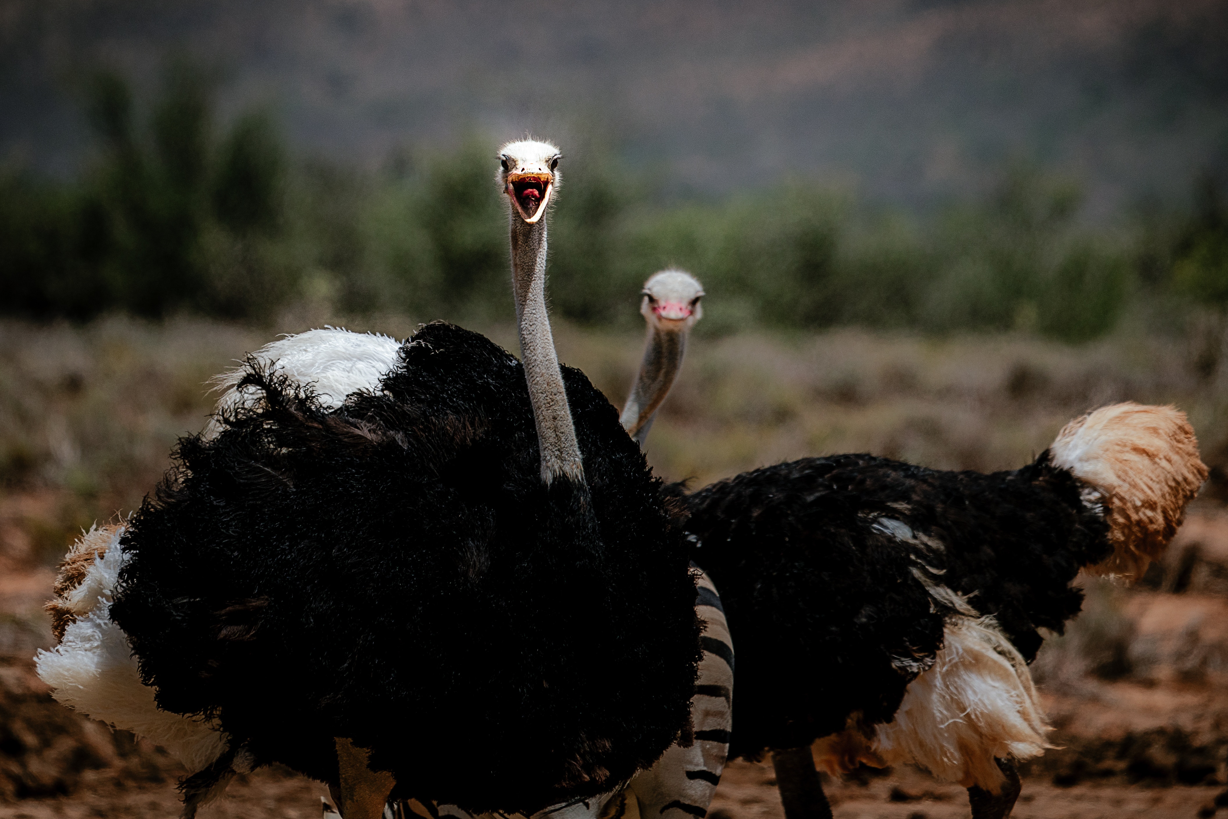 pair of ostriches