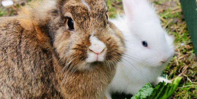 cute bunny rabbit image to help people empathize with rabbits used for experimentation