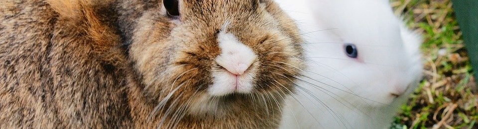 cute bunny rabbit image to help people empathize with rabbits used for experimentation