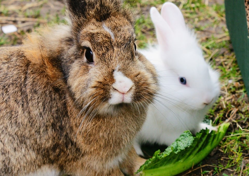 Bunnies for Sale? Rabbit Facts: Why They're NOT 'Pets