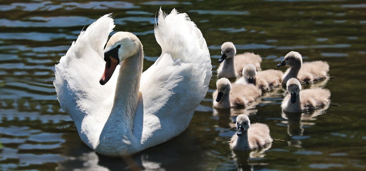 swan with cygnets