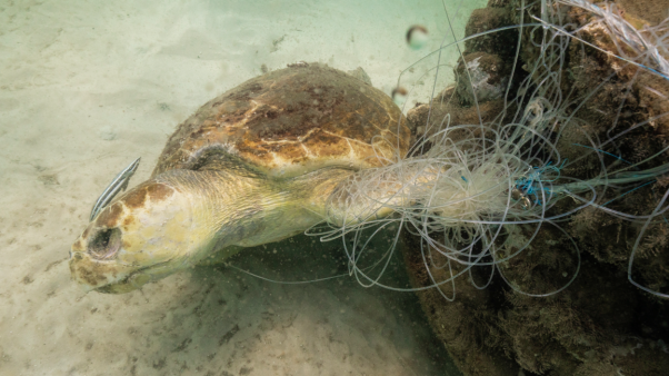 Abandoned fishing gear wrapped around turtle