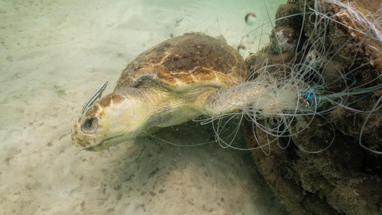 Abandoned fishing gear wrapped around turtle