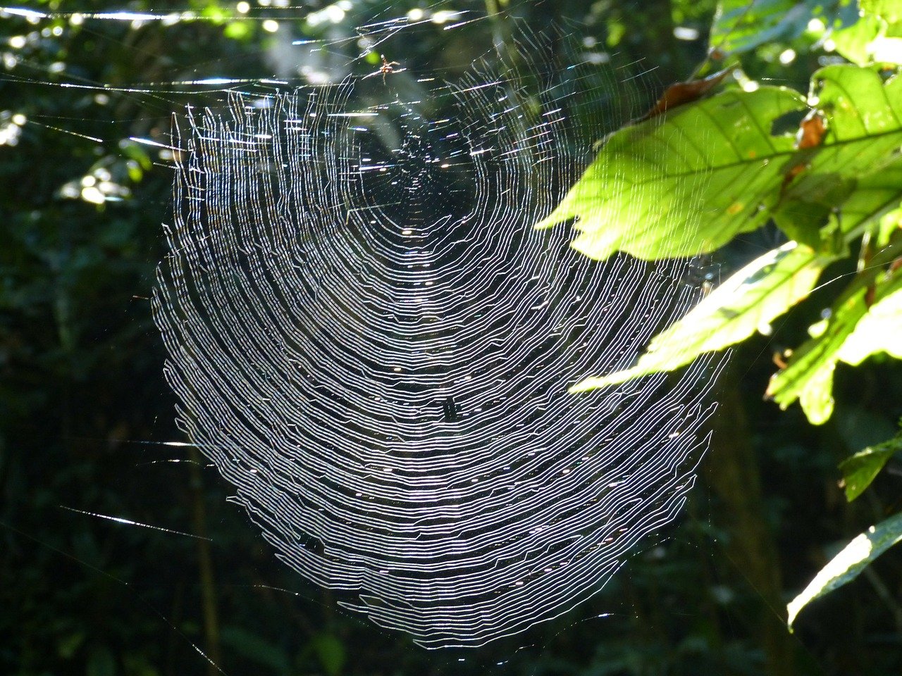 spider on web