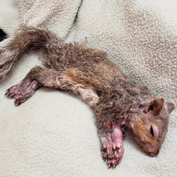 squirrel, rescue, sleeping