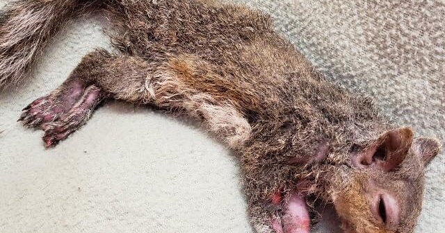 PETA Honors Teens Who Rescued a Suffering Squirrel