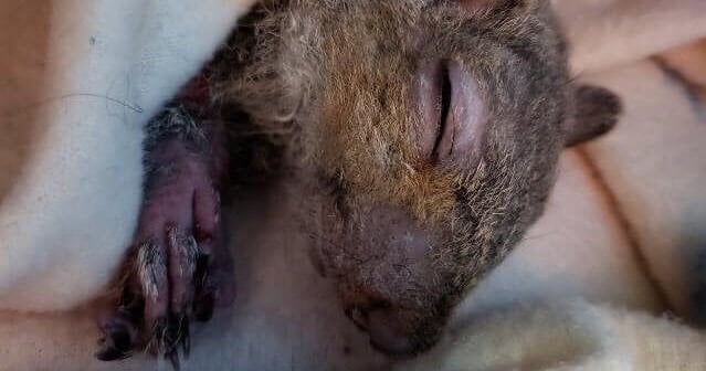 squirrel after being treated