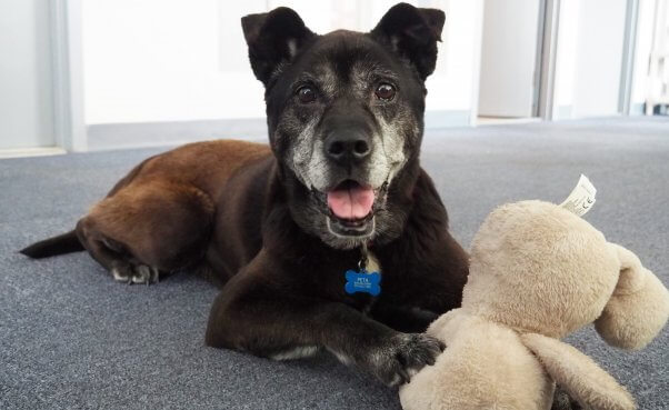 Happy black senior dog with stuffed animal