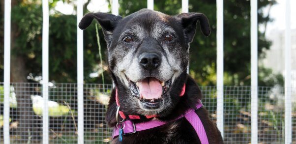 Happy senior dog with pink harness