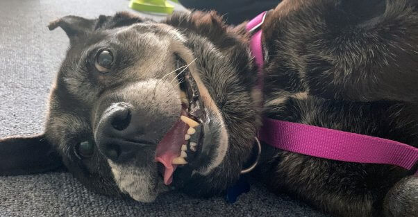 Cute senior black dog smiling