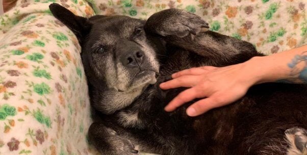 Missy, a senior dog rescued by PETA, on a flowery couch