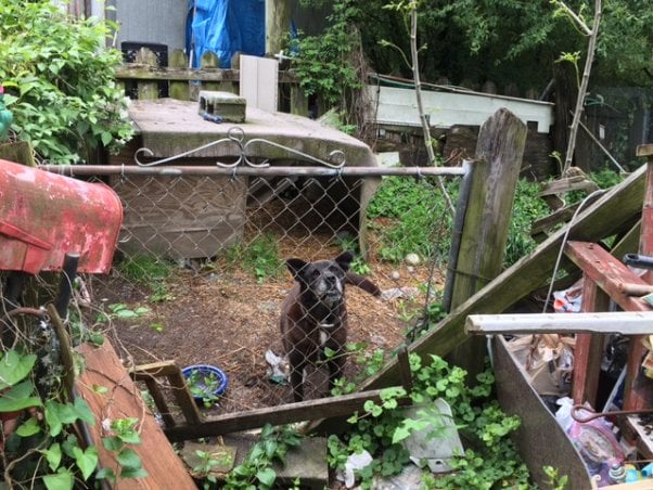 Black dog in small outdoor enclosure surrounded by trash