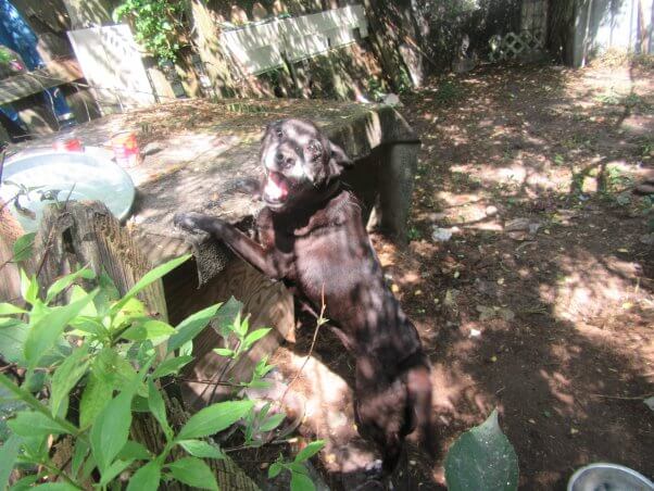 Black dog with her paws on top of her doghouse