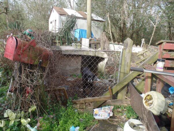 Black dog in backyard enclosure littered with trash