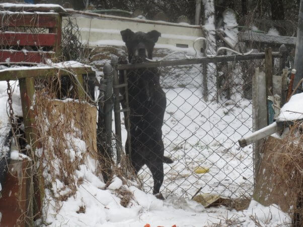 Black dog looking over fence on snowy day