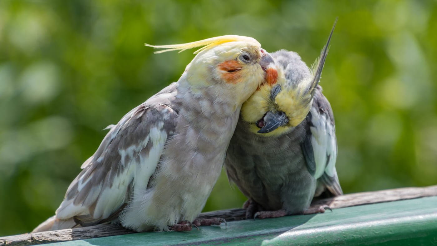 What's Wrong With Caged Birds? How Birds Suffer in the Pet Trade ...