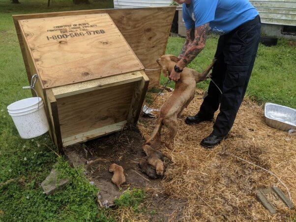 animals helped by CAP